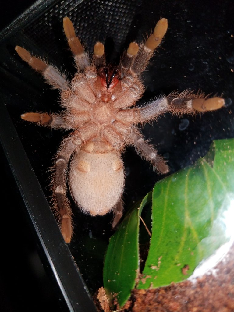 A. Seemanni