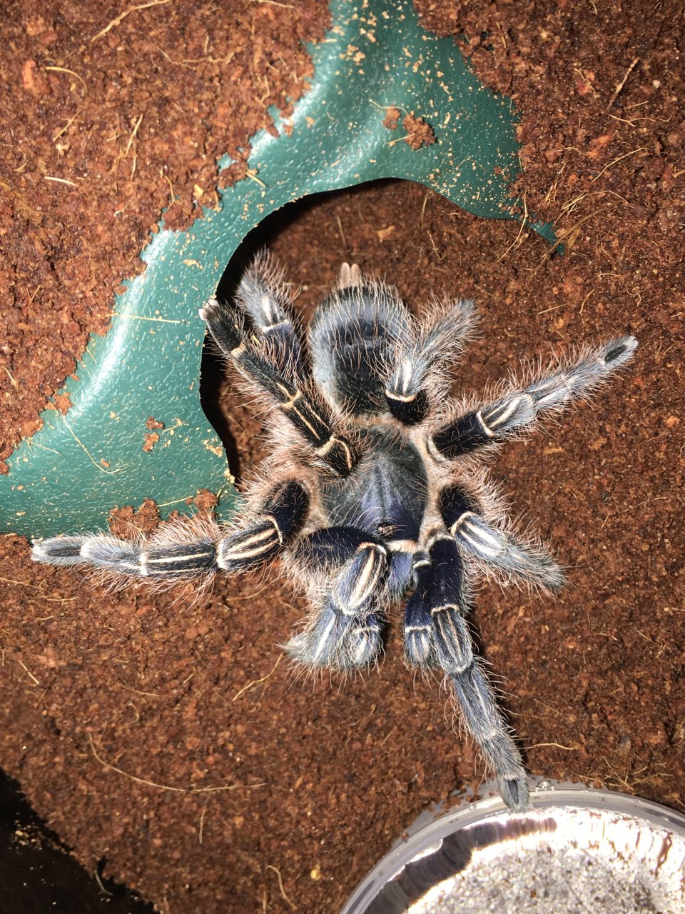 A. seemanni