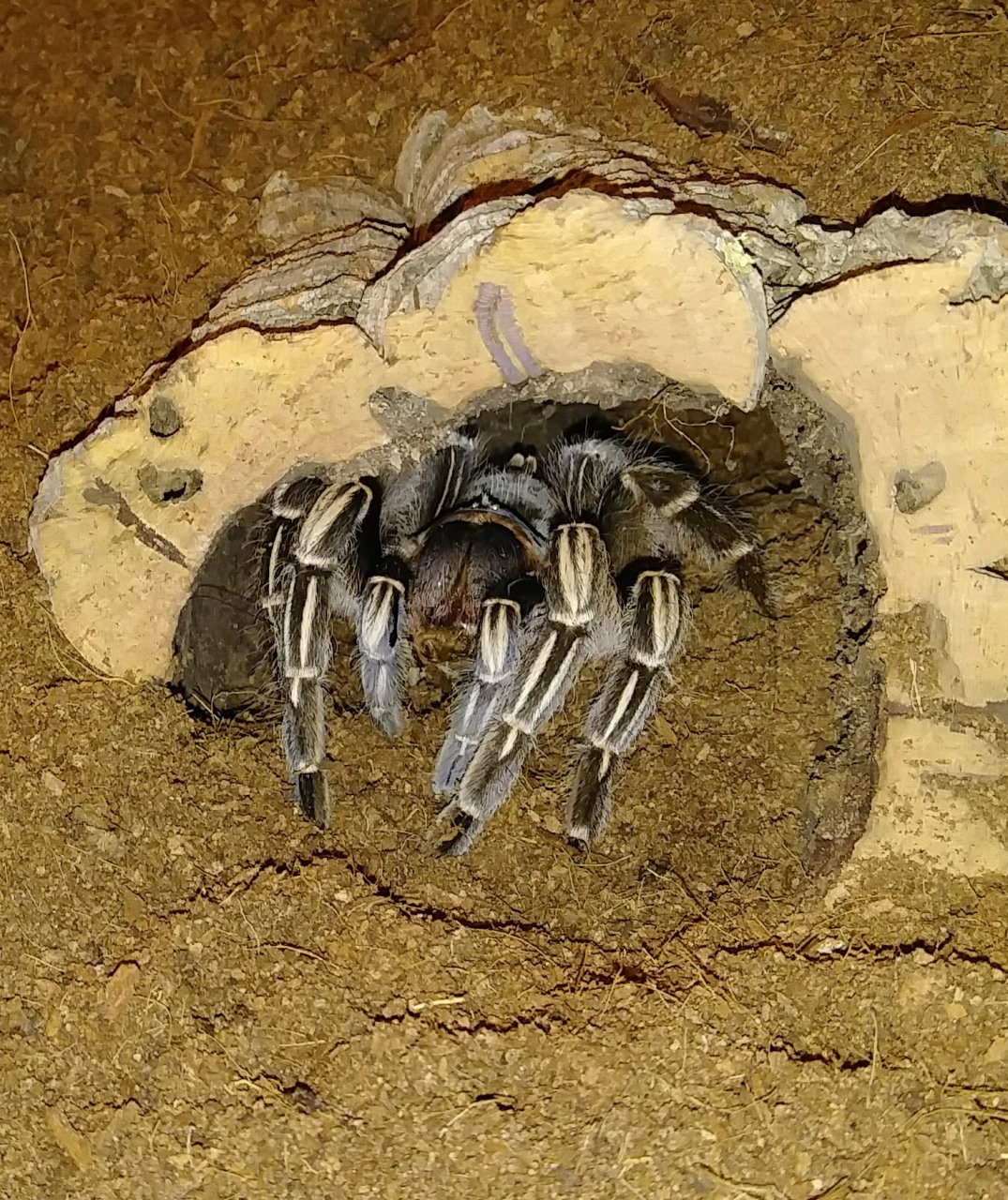 A. Seemanni