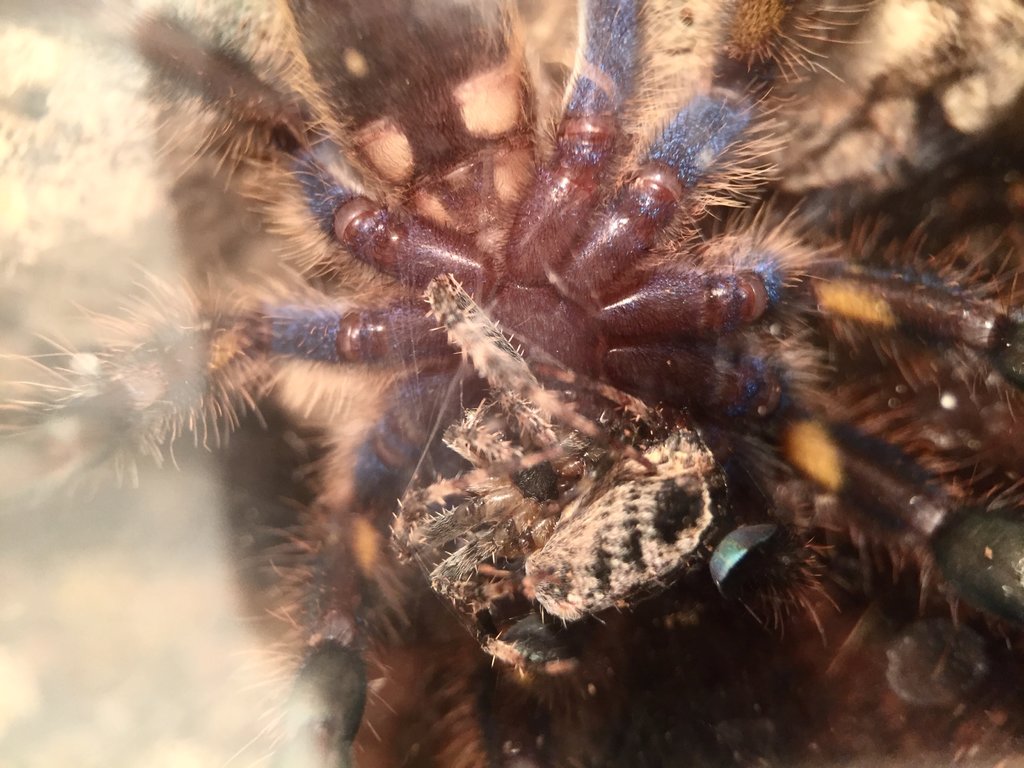 A spider eating a spider