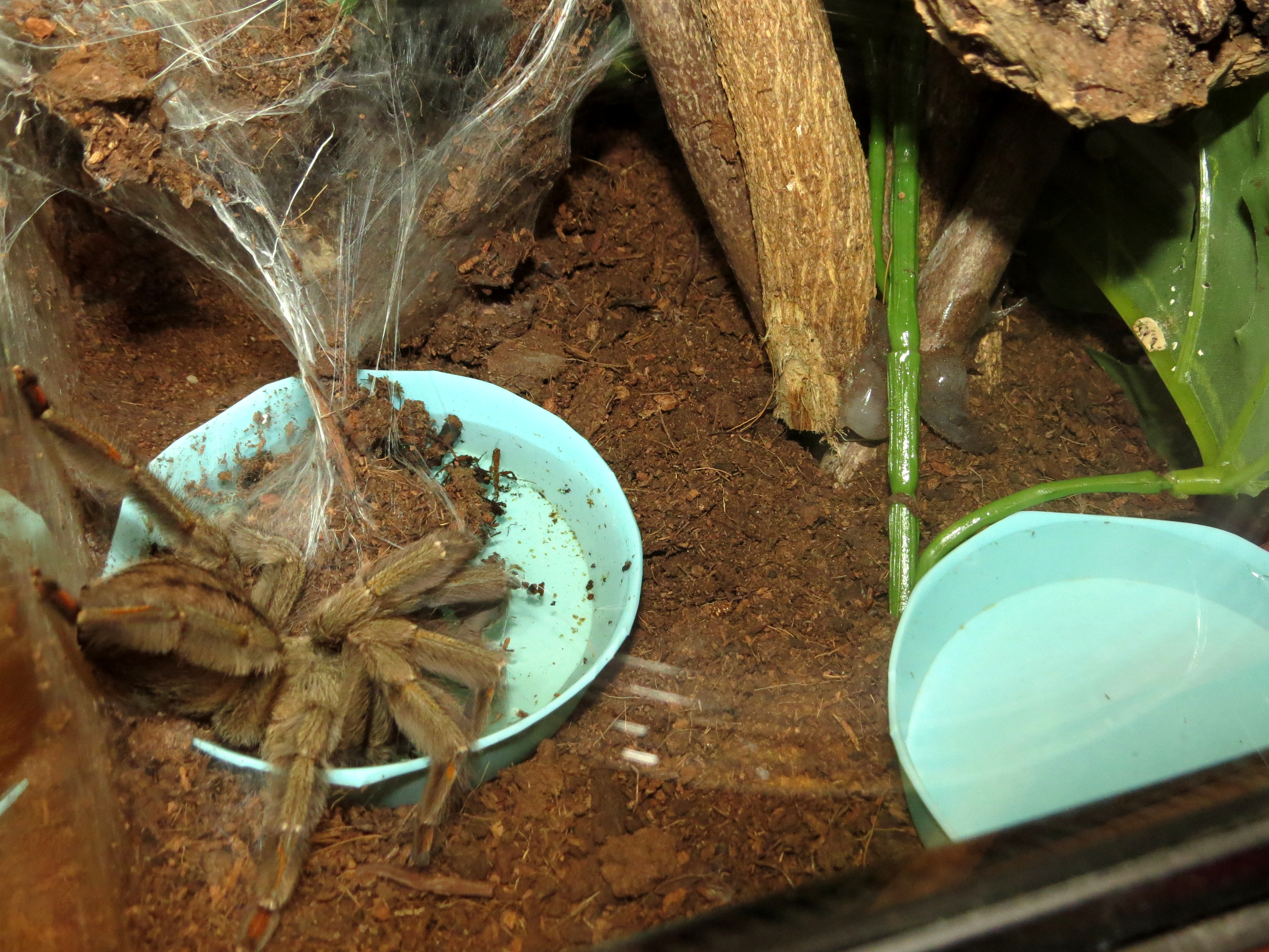 A Tale of Two Water Dishes (♀ Psalmopoeus cambridgei 5")