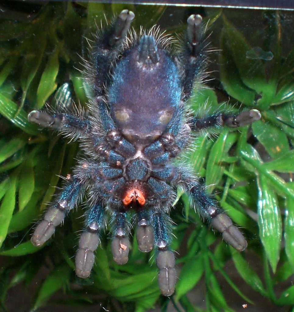 A. versicolor juvie