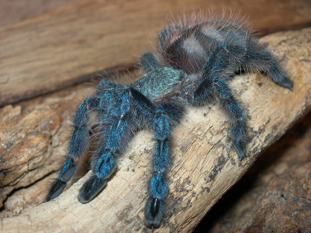 A. versicolor