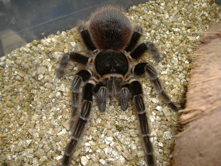 Acanthoscurria chacoana