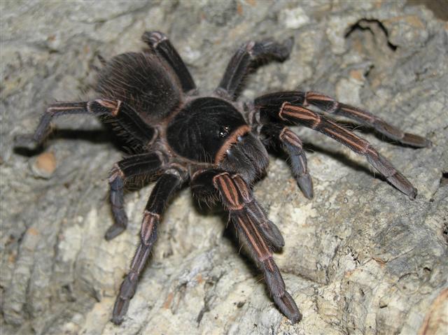 Acanthoscurria fracta