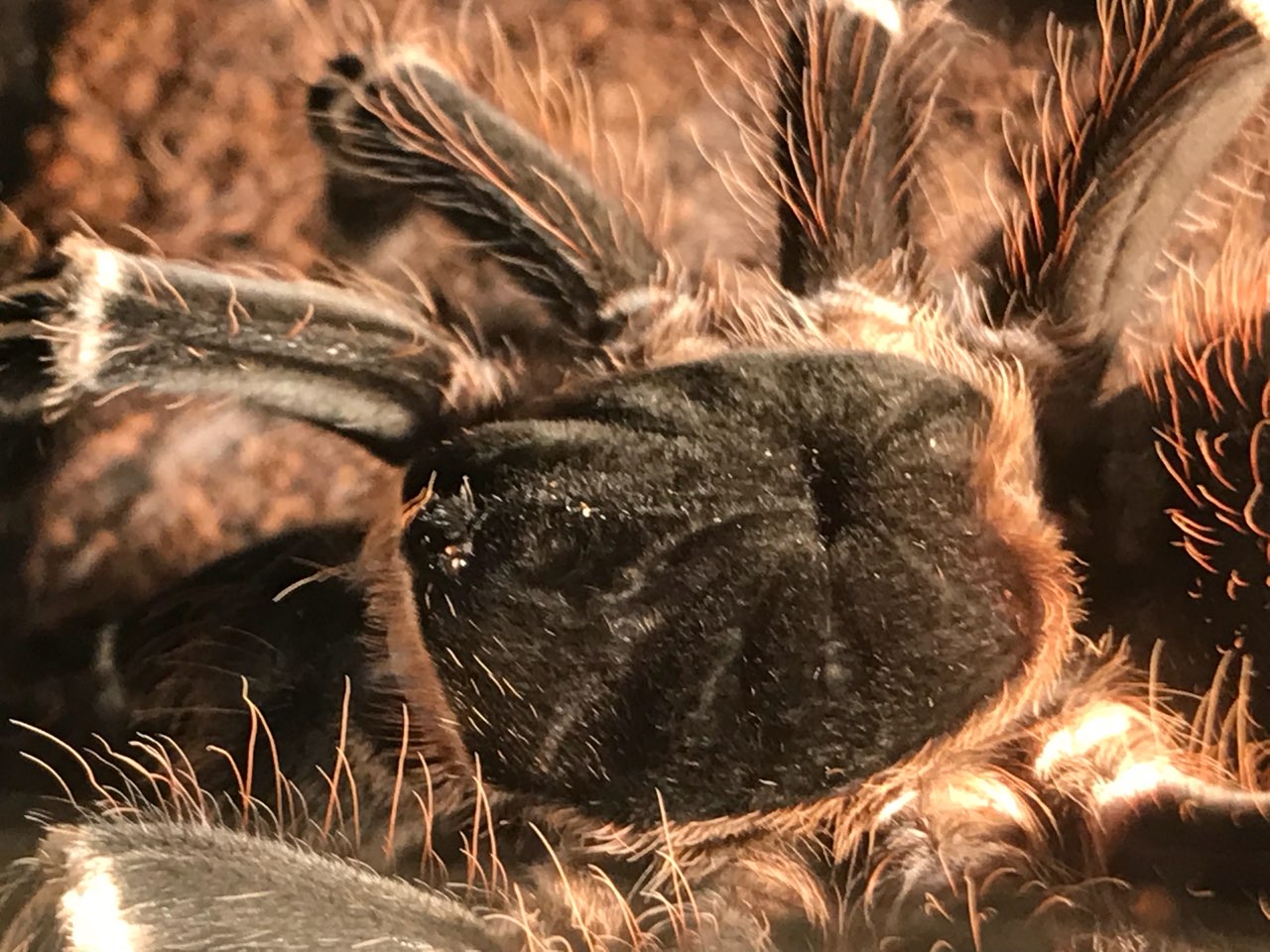 Acanthoscurria geniculata Enjoying a Cricket (1/3)