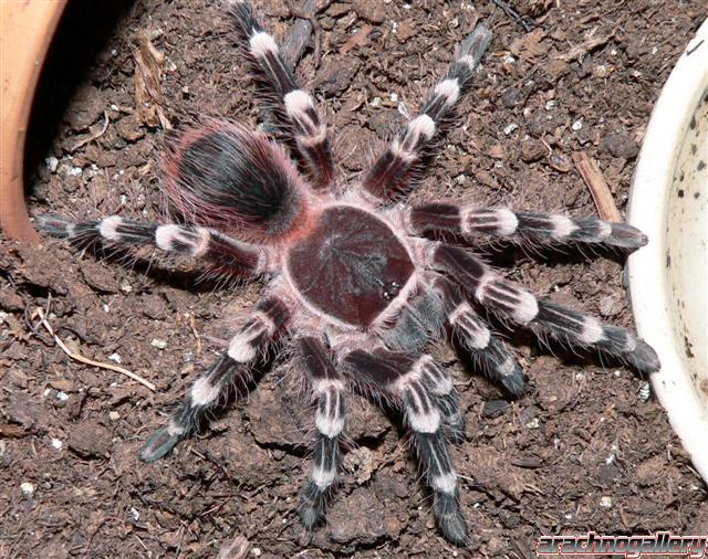 Acanthoscurria geniculata - Juvenile Female