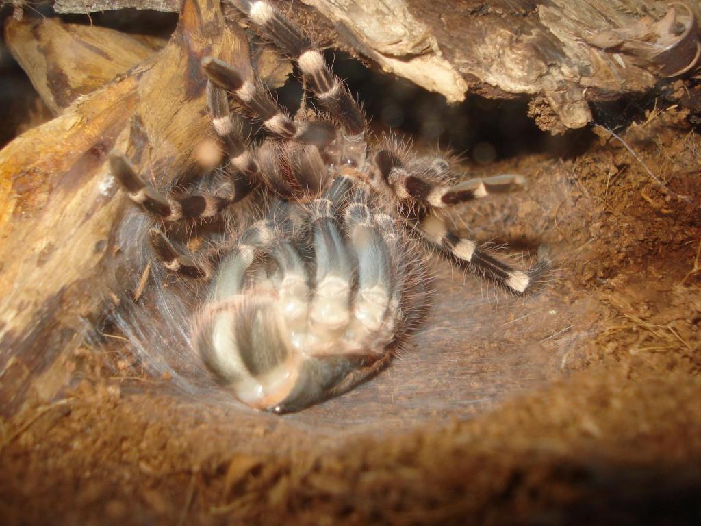 acanthoscurria geniculata moulting