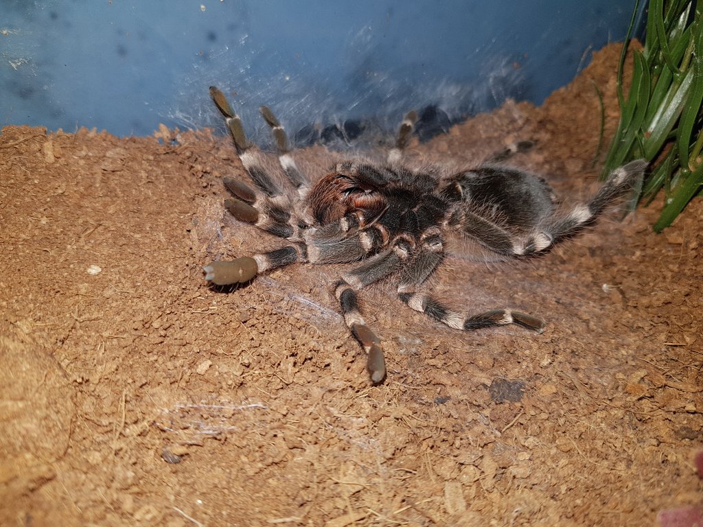 Acanthoscurria Geniculata (Pumpkin)