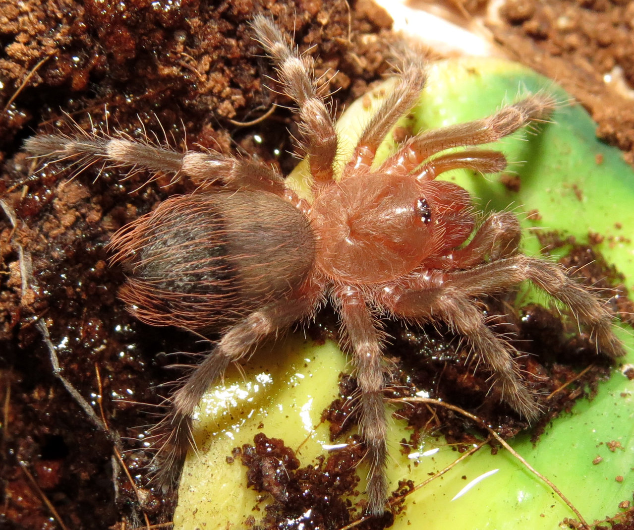 Acanthoscurria geniculata Sling