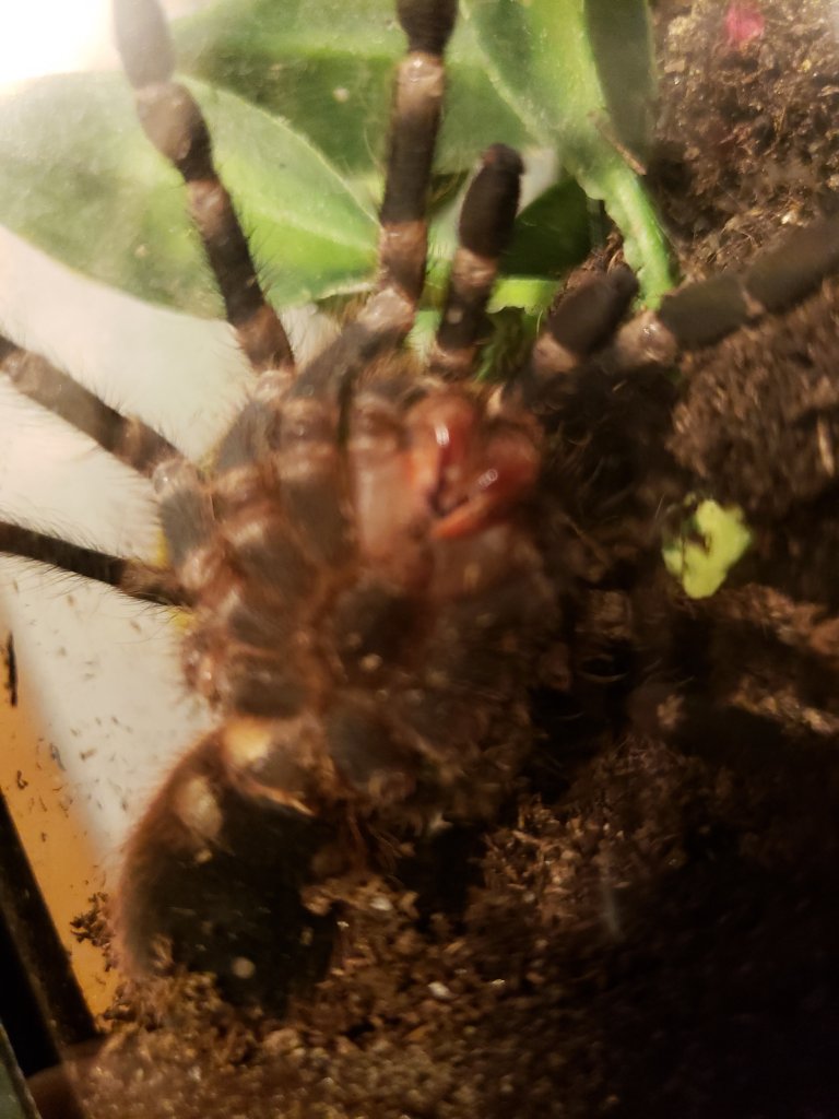 Acanthoscurria geniculata [ventral sexing] [2/2]