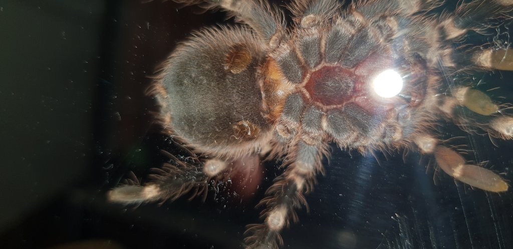 Acanthoscurria geniculata [ventral sexing]
