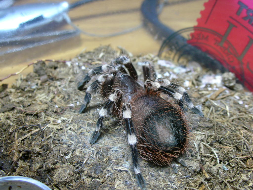 Acanthoscurria geniculata