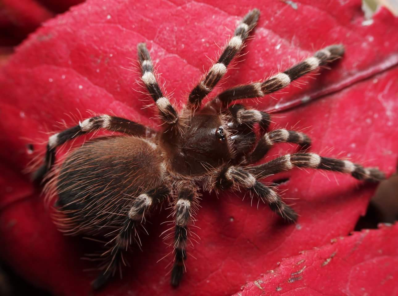 Acanthoscurria geniculata