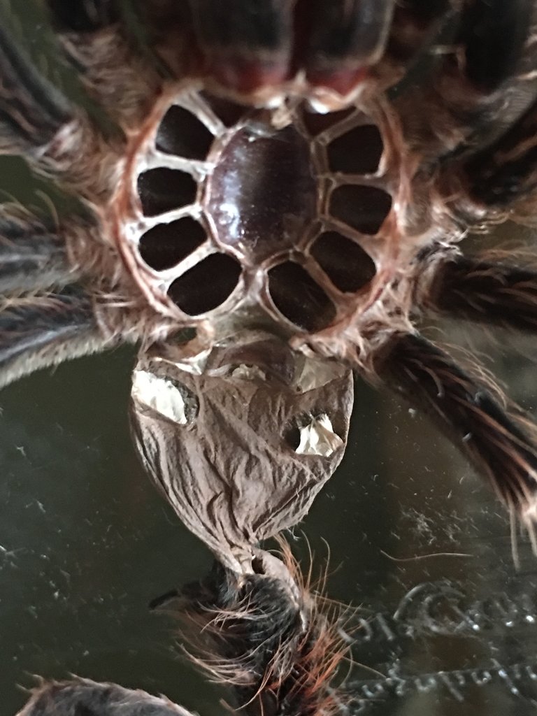 Acanthoscurria Geniculata