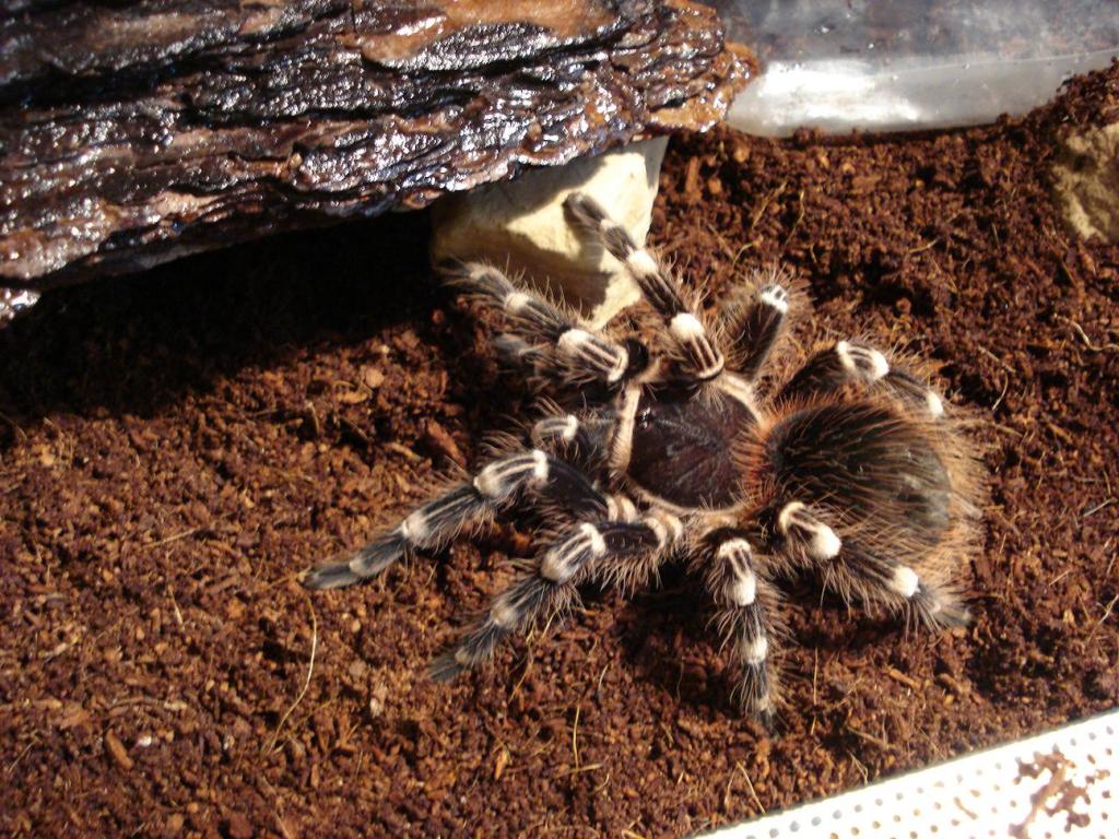 acanthoscurria geniculata