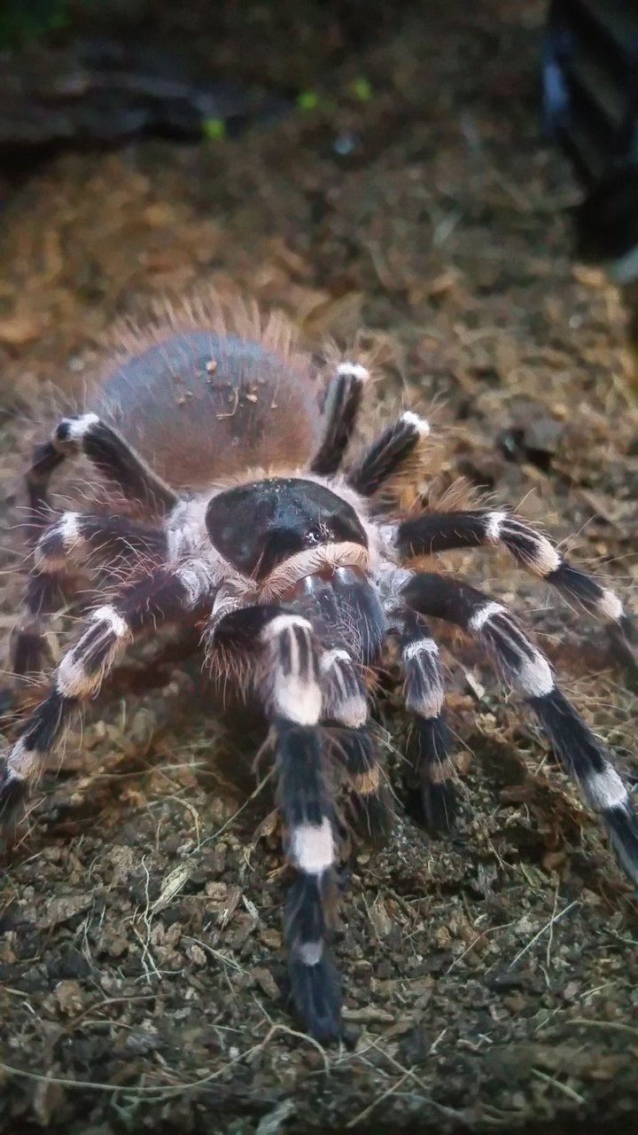 Acanthoscurria geniculata