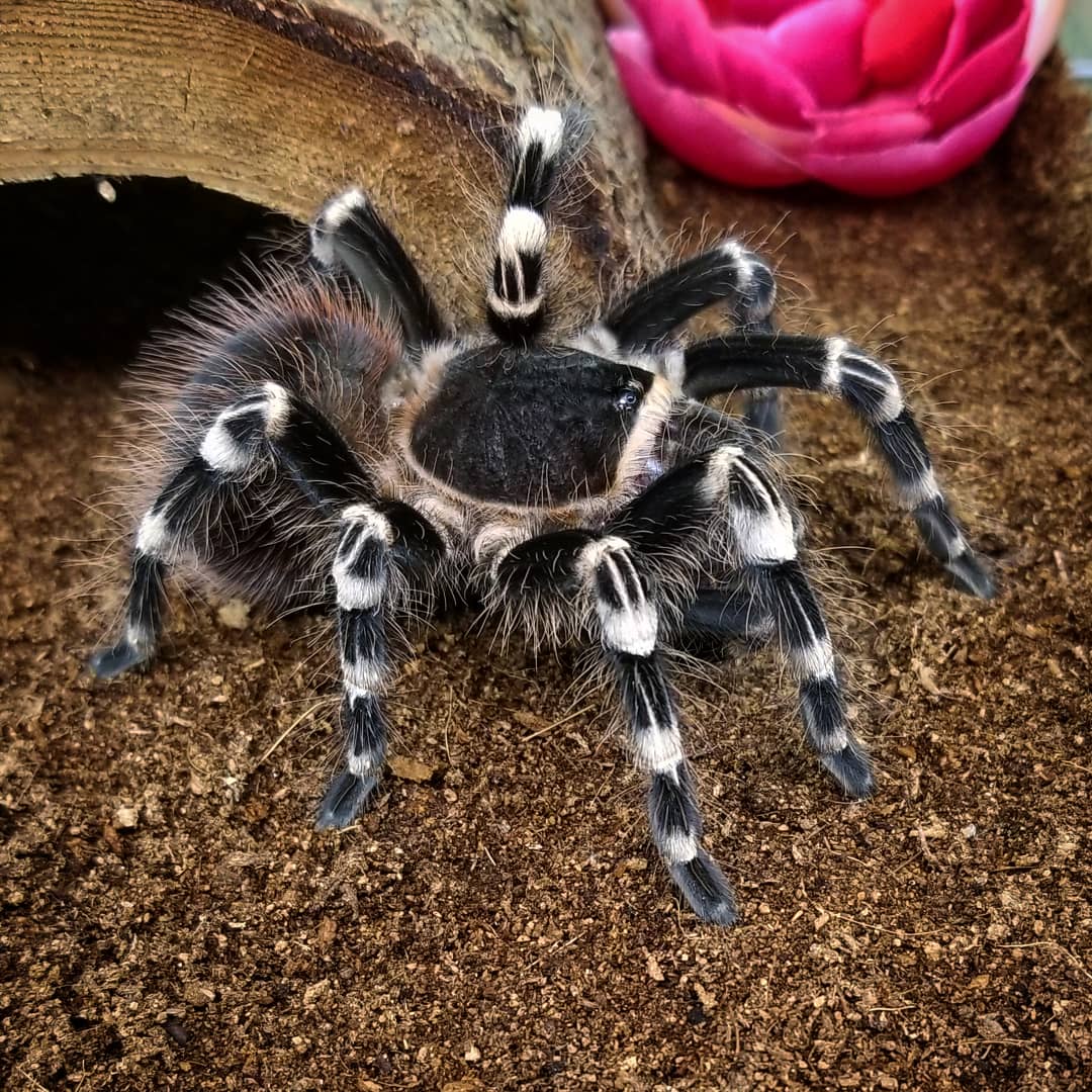 Acanthoscurria geniculata