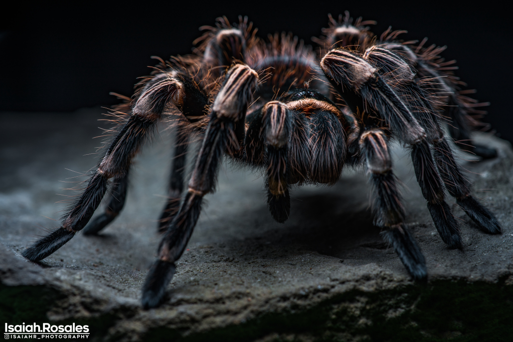 Acanthoscurria geniculata