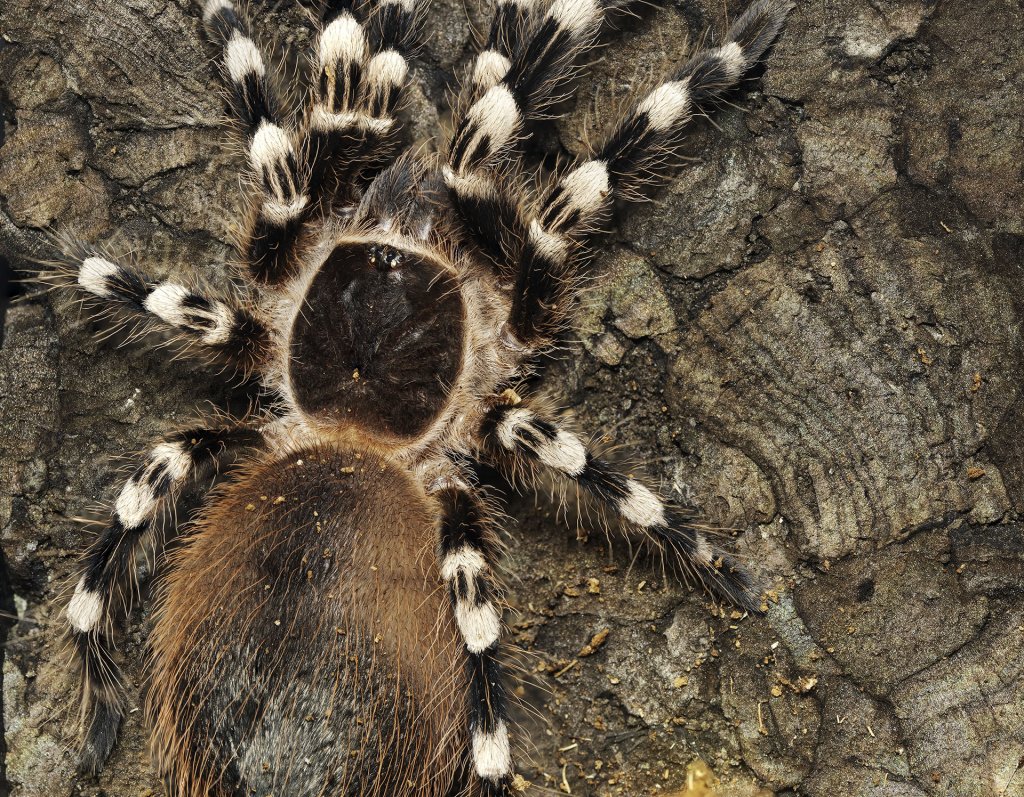 Acanthoscurria Geniculata