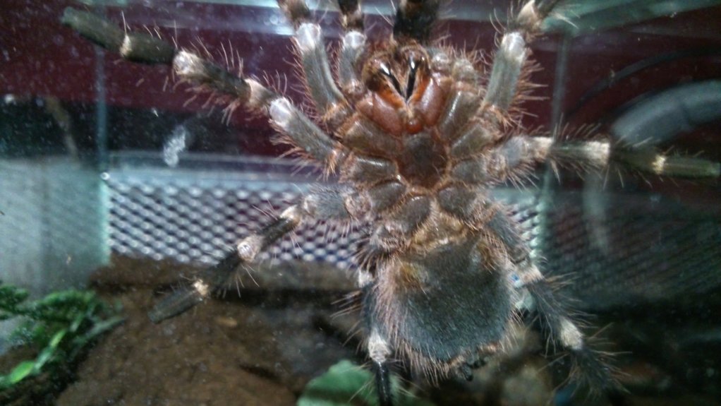 Acanthoscurria geniculata