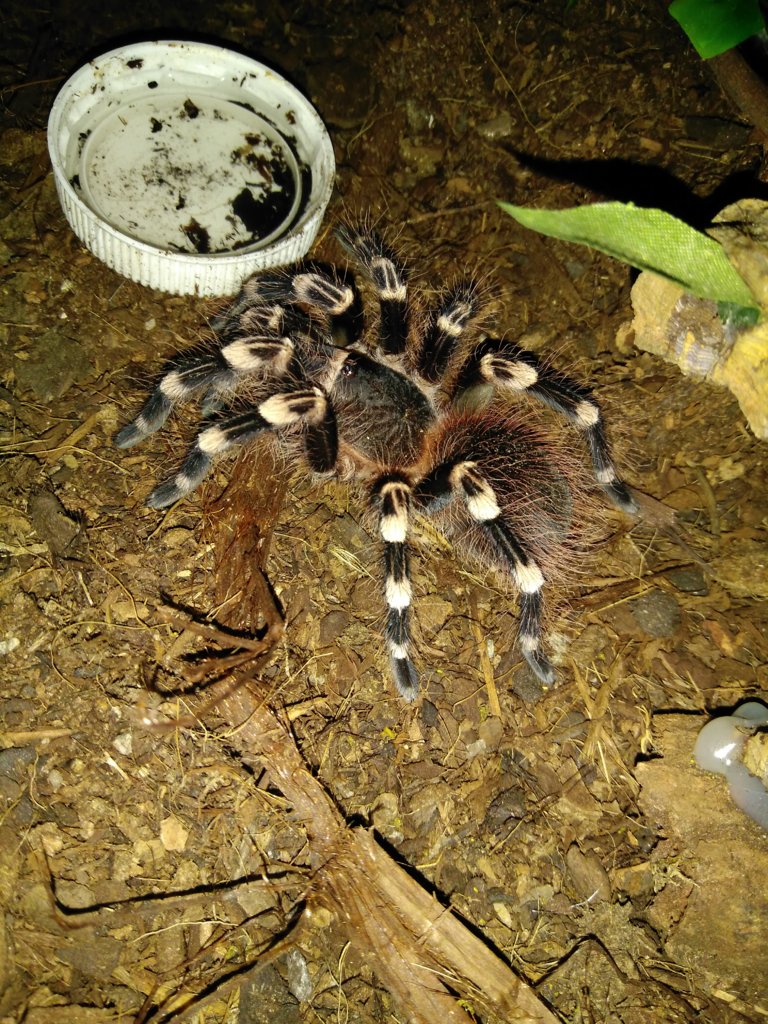 Acanthoscurria geniculata