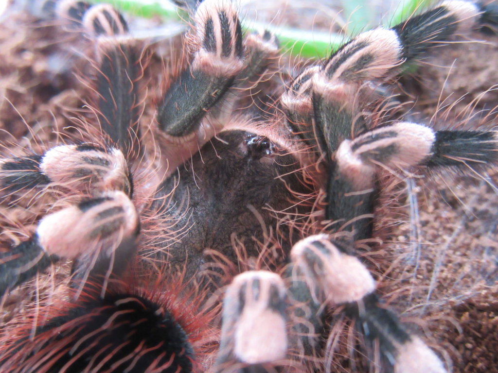 Acanthoscurria geniculata