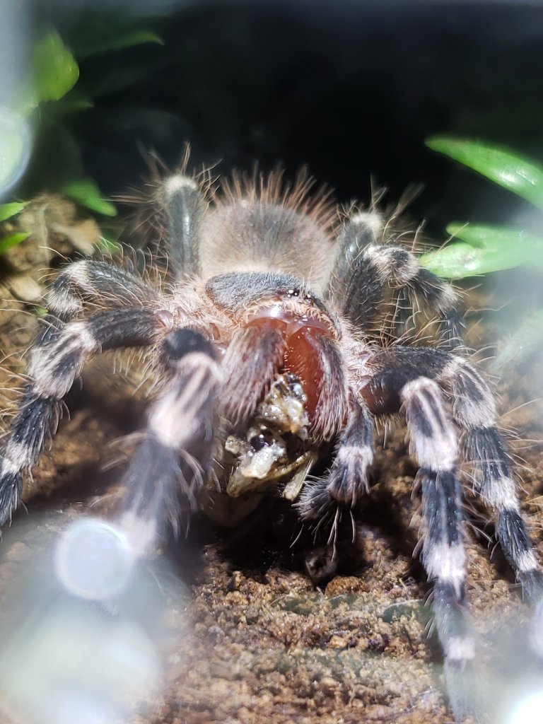 acanthoscurria geniculata