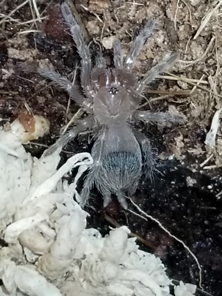 Acanthoscurria geniculate 1/4 "