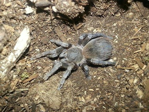 Acanthoscurria insubtilis