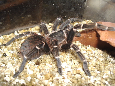 Acanthoscurria juruenicola