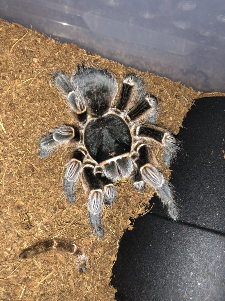 Acanthoscurria musculosa