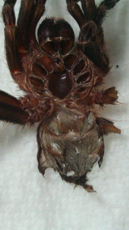 Acanthoscurria theraphosoides