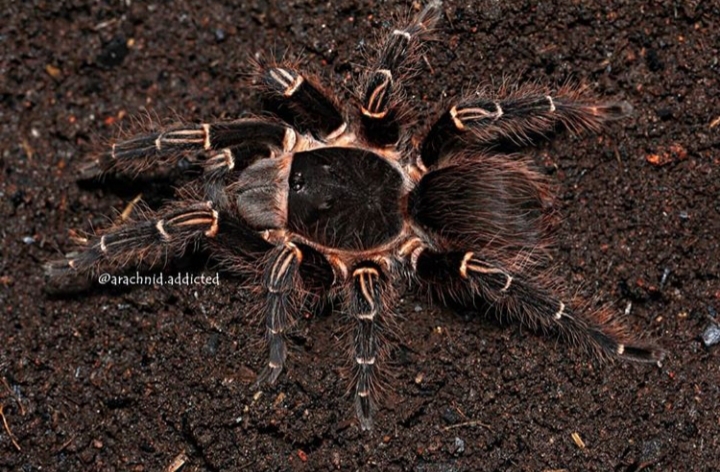 Acanthoscurria theraphosoides.