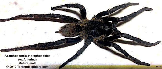 Acanthoscurria_theraphosoides(MM)1