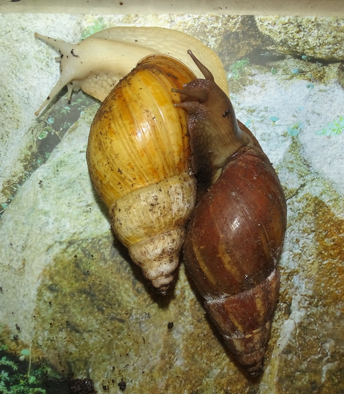 Achatina fulica