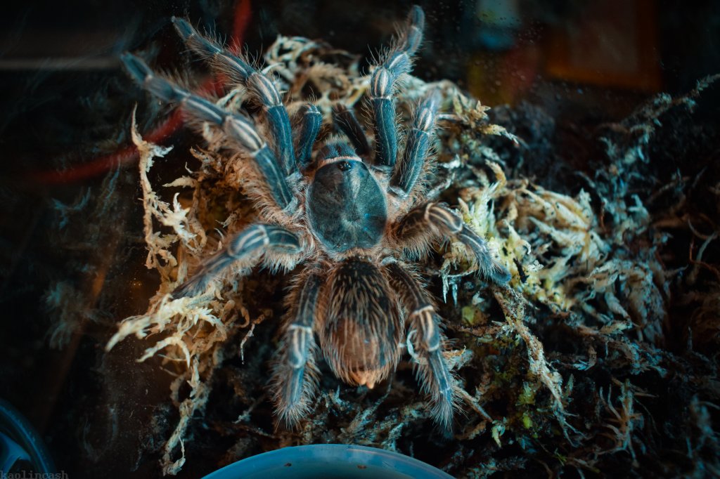 Acheron; A. seemanni