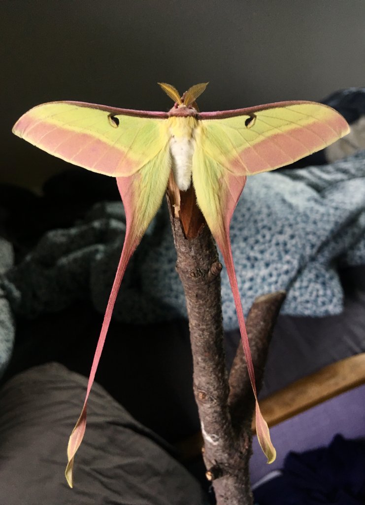 Actias dubernardi - male