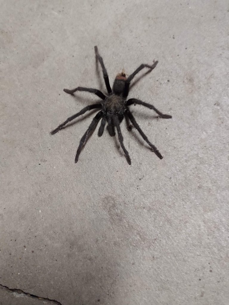 Adolescent California Ebony Tarantula?