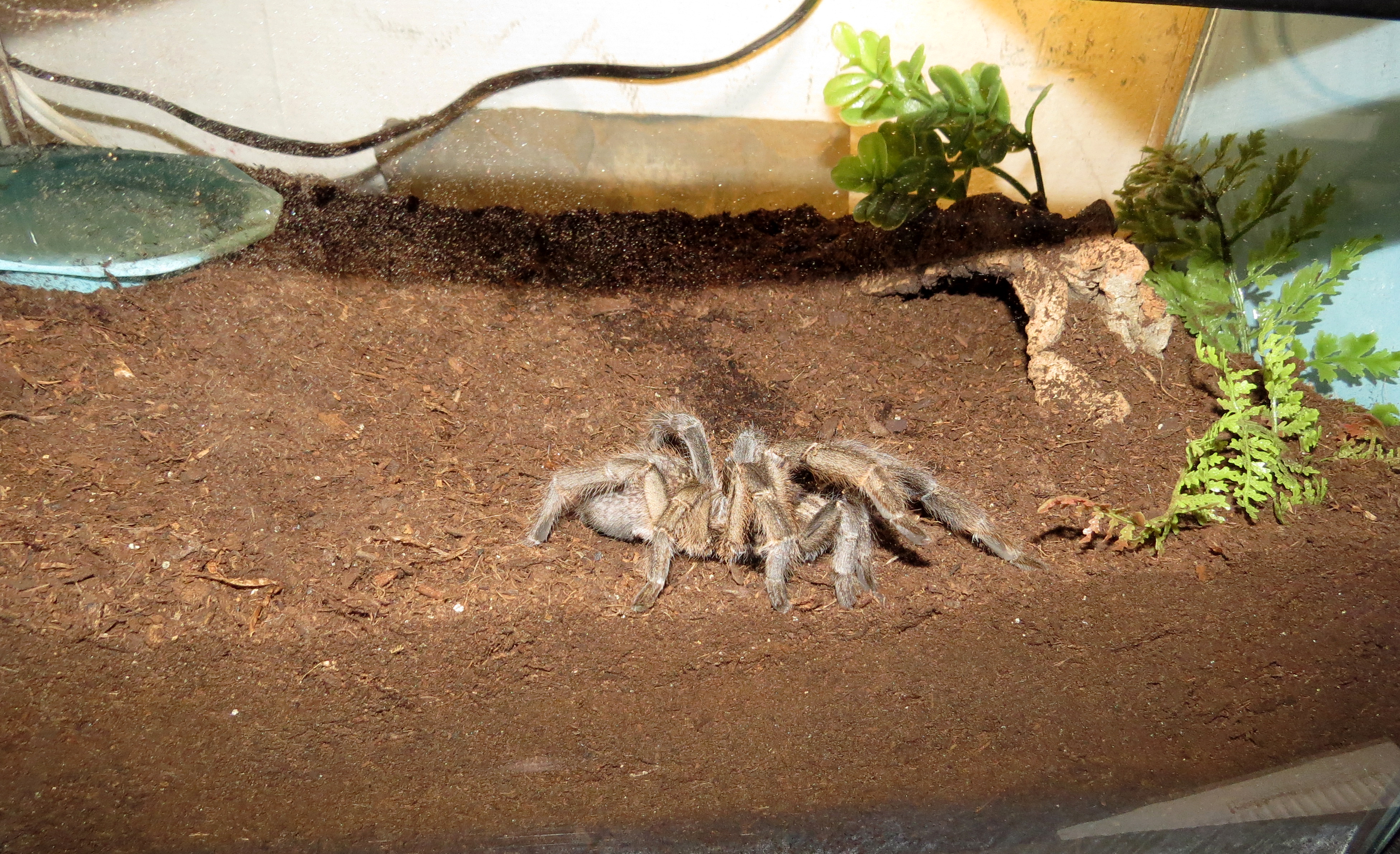 Adult Ceratogyrus marshalli Enclosure