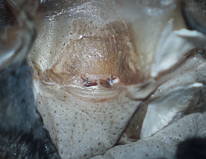Adult Female Cyriocosmus bertae - 1.5"