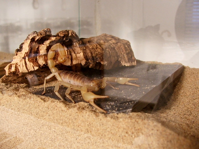 Adult Hadrurus Arizonensis