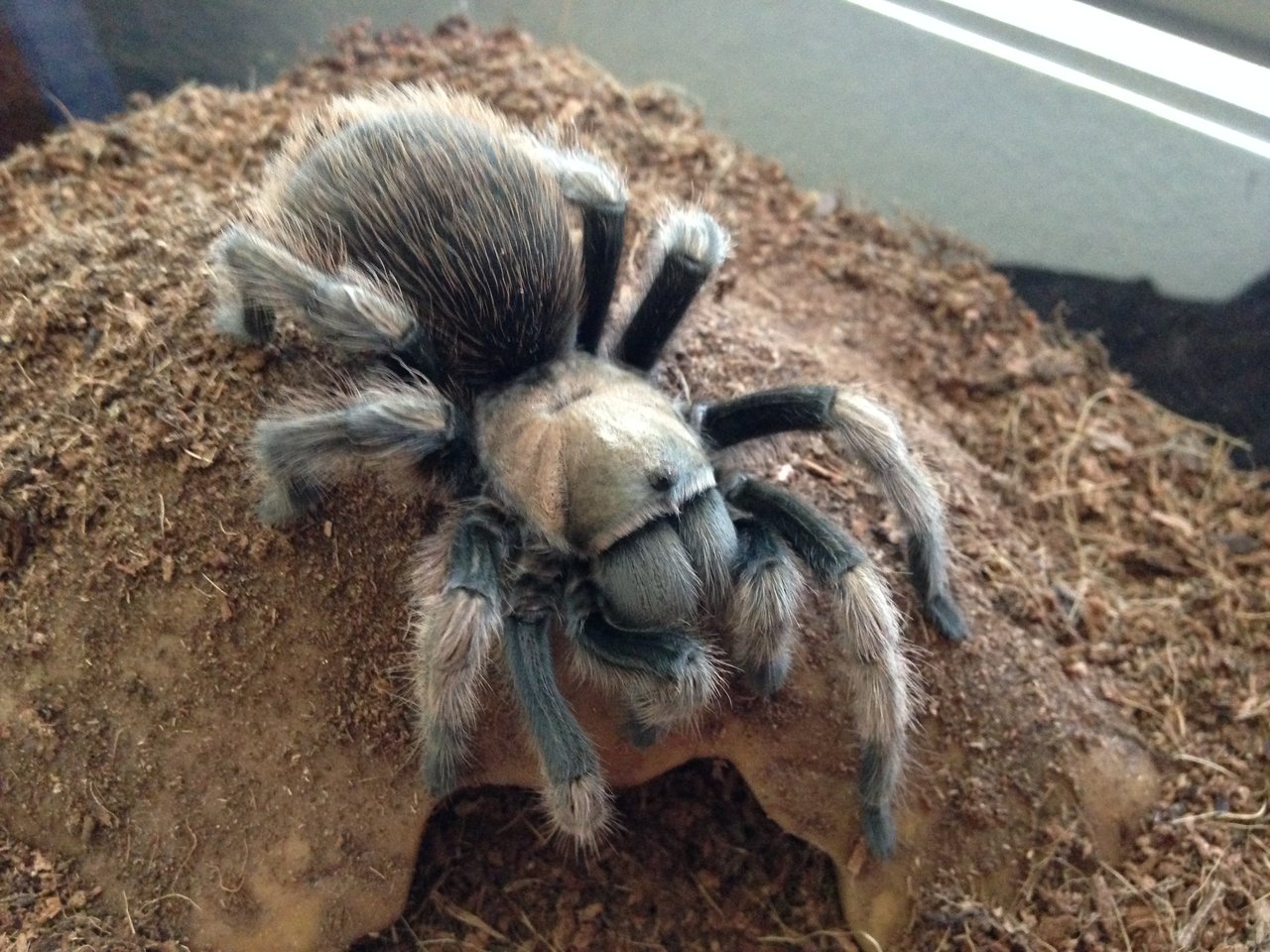 AF Aphonopelma chalcodes