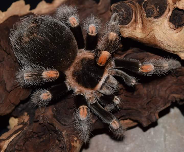 AF B. hamorii (smithi)