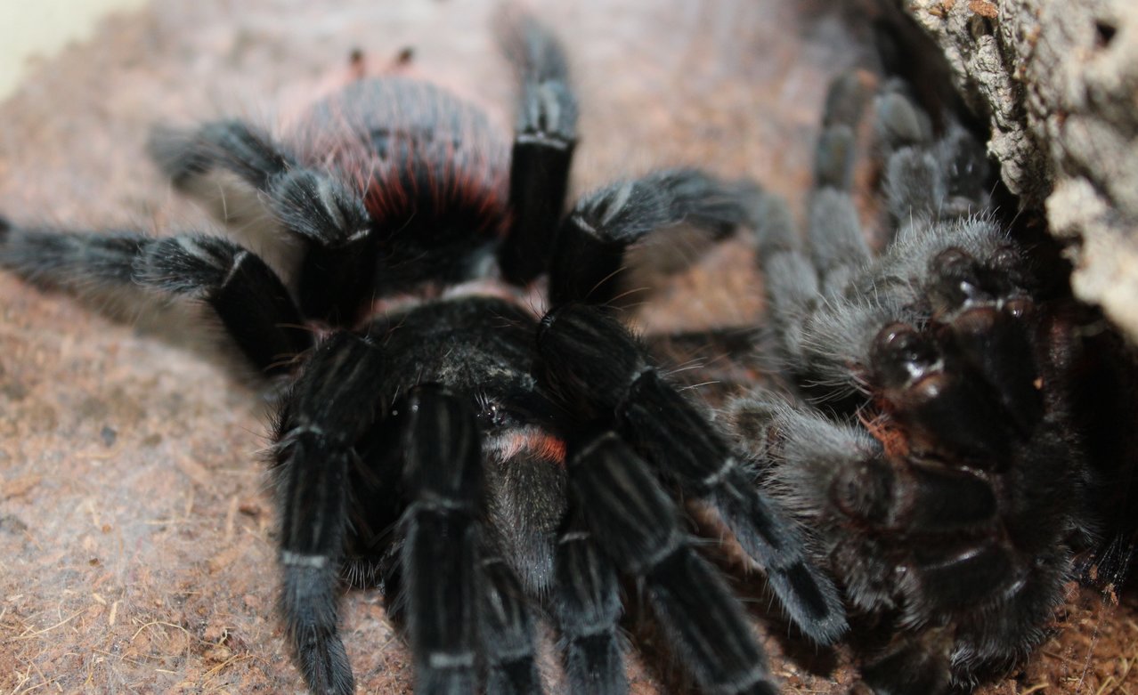 AF Brachypelma vagans