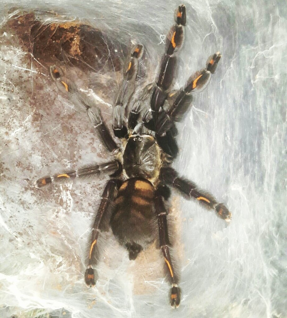 AF P. Irminia