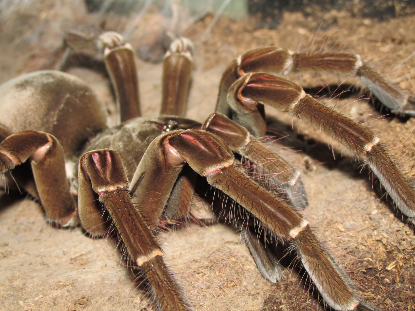 AF T. stirmi