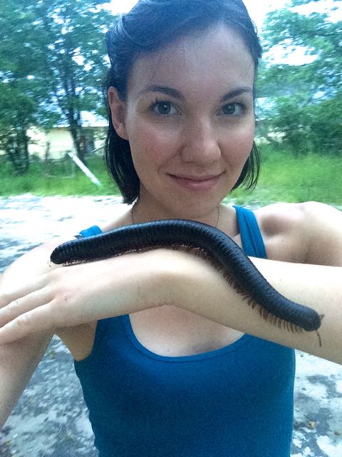 African Giant Millipede