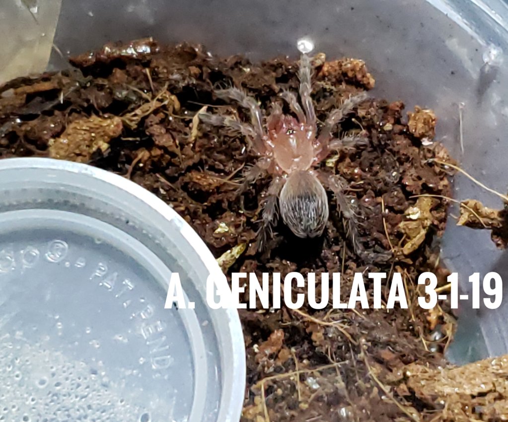 After a molt he is still tiny