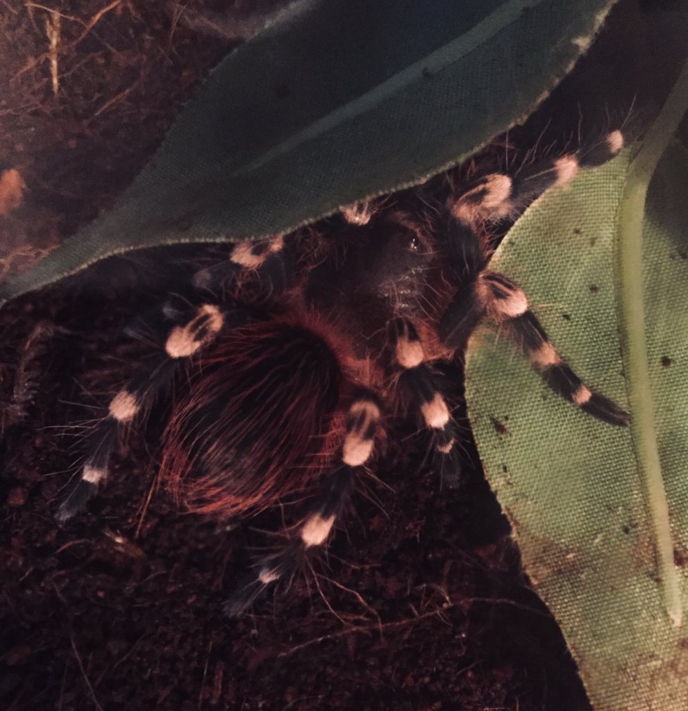 After molt